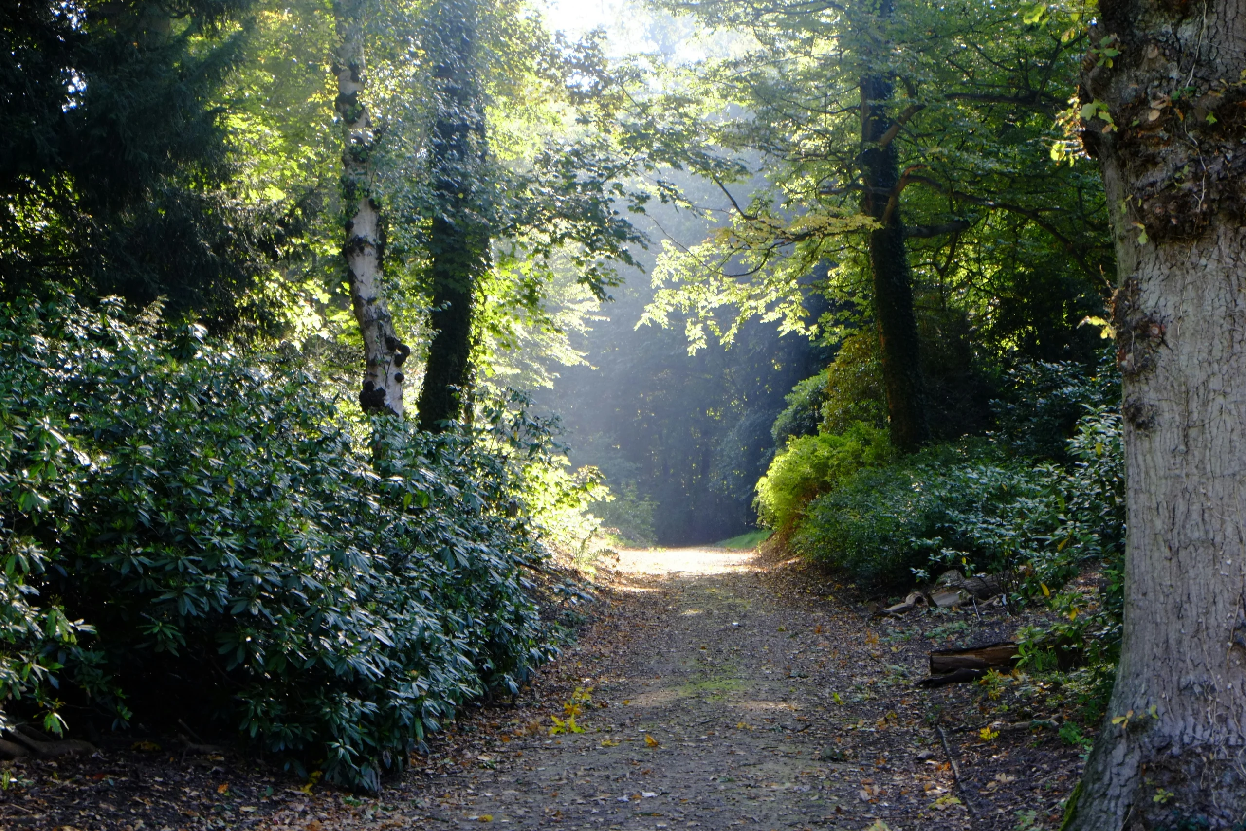 Forest pathway with sunlight shining through trees